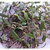 供應(yīng)那里有石橄欖,那里的石橄欖*,那里的石橄欖*,*石橄欖供應(yīng)