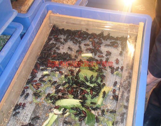 供應(yīng)迎富原生態(tài)石蛙一斤多少錢，迎富原生態(tài)石蛙多少錢一斤