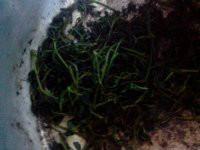 供應(yīng)福建七葉甜味絞股藍(lán)供應(yīng)