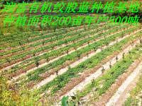 供應(yīng)那里的優(yōu)質(zhì)*絞股藍(lán)*