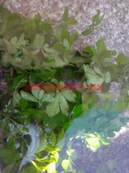 迎富野生絞股藍多少錢一斤圖片