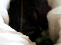 廈門石蛙批發(fā)圖片