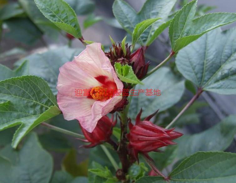 玫瑰茄圖片/玫瑰茄樣板圖 (4)