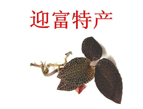 福建野生金線蓮供應(yīng)商電話圖片