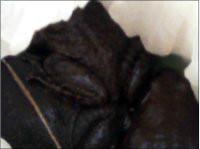 供應(yīng)福建原生態(tài)石蛙養(yǎng)殖基地供應(yīng)種蛙幼蛙