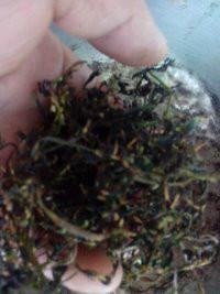 福建七葉甜味絞股藍(lán)供應(yīng)商圖片