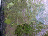 供應(yīng)*富硒絞股藍(lán)茶葉，*富硒絞股藍(lán)茶葉供應(yīng)