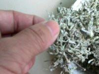 龍須苦甘露批發(fā)圖片