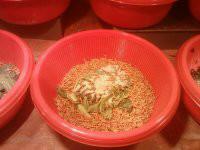 供應(yīng)*石蛙怎么樣馴養(yǎng),石蛙高密度養(yǎng)殖,石蛙養(yǎng)殖技術(shù)視頻,石蛙養(yǎng)殖