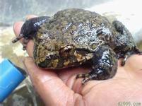 供應(yīng)那里的優(yōu)質(zhì)石蛙*,那里的優(yōu)質(zhì)石蛙*,*石蛙供應(yīng)商,石蛙養(yǎng)殖