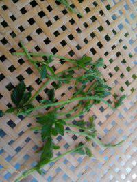 哪里有優(yōu)質(zhì)富硒絞股藍(lán)茶圖片