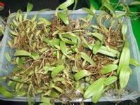 供應(yīng)優(yōu)質(zhì)*石橄欖廠家供應(yīng),優(yōu)質(zhì)石橄欖供應(yīng)廠家,優(yōu)質(zhì)*石橄欖直銷