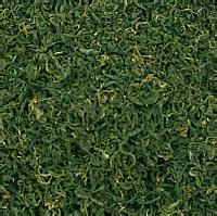 供應(yīng)江蘇龍須絞股藍(lán)，江蘇龍須絞股藍(lán)茶，江蘇龍須絞股藍(lán)茶葉