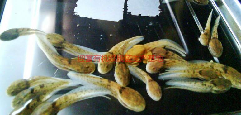 迎富優(yōu)質(zhì)石蛙養(yǎng)殖基地批發(fā)價(jià)格，迎富優(yōu)質(zhì)石蛙養(yǎng)殖基地批發(fā)價(jià)格一斤多少錢