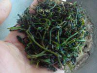 供應優(yōu)質(zhì)富硒絞股藍廠家批發(fā)價格