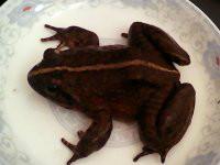 供應(yīng)迎富*石蛙，迎富*石蛙養(yǎng)殖，迎富*石蛙養(yǎng)殖價格