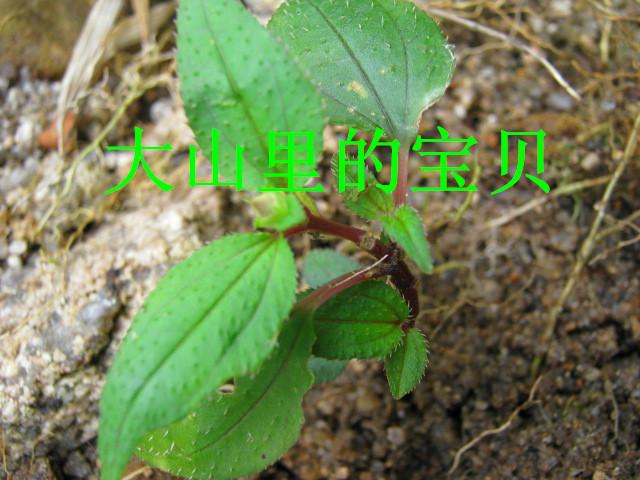 供應(yīng)福建風(fēng)柜斗草供應(yīng)廠家批發(fā),福建風(fēng)柜斗草廠家批發(fā)