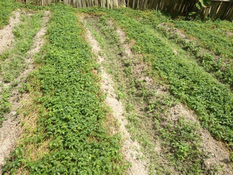 供应野生绞股蓝茶叶产地直销价格，野生七叶甜味绞股蓝茶叶产地批发价格