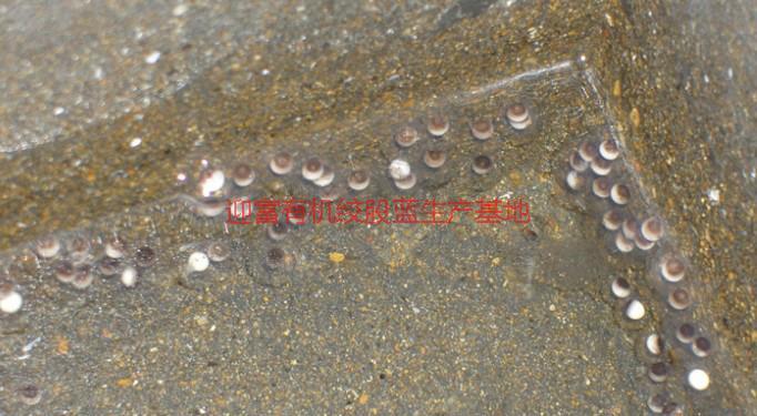 供應迎富優(yōu)質(zhì)石蛙養(yǎng)殖廠家批發(fā)價格，迎富優(yōu)質(zhì)石蛙養(yǎng)殖廠家批發(fā)價格多少錢