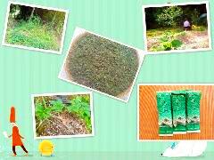 高品質(zhì)絞股藍(lán)泡水喝的功效圖片