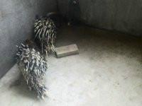 供應(yīng)*廠家供應(yīng)，*廠家供應(yīng)價格，*廠家供應(yīng)產(chǎn)地