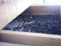 供應(yīng)廈門(mén)原生態(tài)石蛙一斤多少錢(qián)，廈門(mén)原生態(tài)石蛙多少錢(qián)一斤