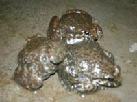 特種石蛙養(yǎng)殖圖片