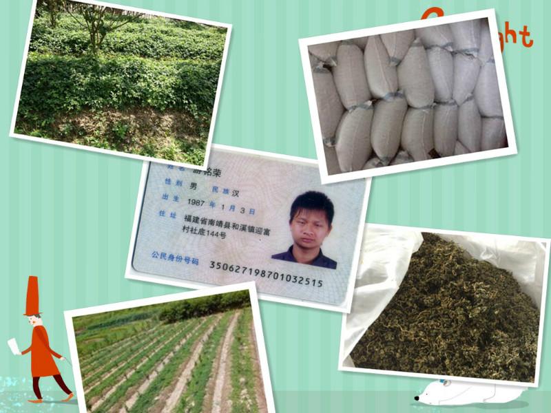 供應(yīng)*絞股藍(lán)公司批發(fā)價(jià)格