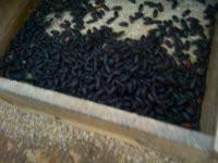 福建原生態(tài)石蛙廠家供應圖片