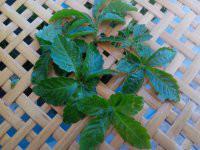 供應(yīng)*絞股藍(lán)廠家批發(fā)價格，*野生富硒甘味絞股藍(lán)廠家批發(fā)價格