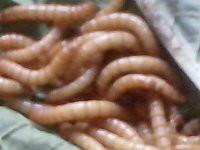 石蛙養(yǎng)殖圖片/石蛙養(yǎng)殖樣板圖 (3)