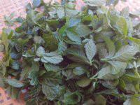 富硒絞股藍茶葉供應(yīng)廠家圖片