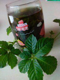 供應(yīng)廈門*七葉絞股藍(lán)