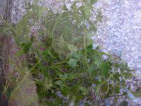 供應(yīng)平利龍須絞股藍(lán)