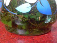 供應(yīng)無公害絞股藍(lán)種植，無公害絞股藍(lán)廠家供應(yīng)，無公害絞股藍(lán)供應(yīng)廠家