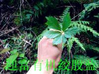 供應(yīng)*野生絞股藍的價格