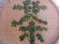 供應(yīng)福建七葉甜味絞股藍(lán)那里*，福建七葉甜味絞股藍(lán)那里*