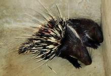 供應(yīng)迎富*，迎富*基地，迎富*公司