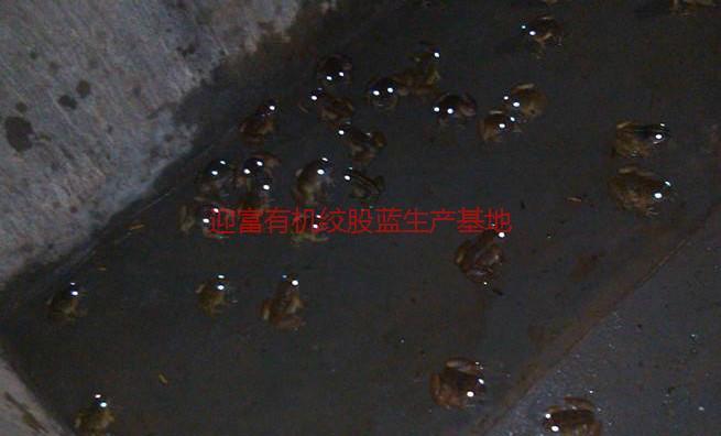 供應迎富優(yōu)質(zhì)石蛙養(yǎng)殖廠家批發(fā)價格，迎富優(yōu)質(zhì)石蛙養(yǎng)殖廠家批發(fā)價格多少錢