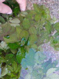 供應(yīng)七葉絞股藍(lán)茶葉產(chǎn)地批發(fā)價(jià)格，*七葉絞股藍(lán)產(chǎn)地批發(fā)價(jià)格