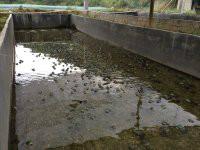 那里的優(yōu)質(zhì)石蛙最好圖片