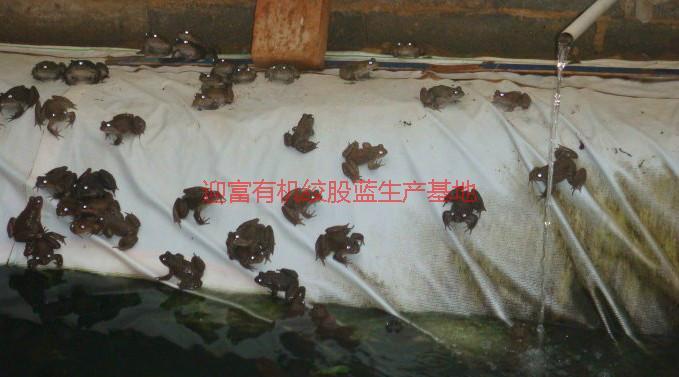 迎富優(yōu)質(zhì)石蛙養(yǎng)殖基地批發(fā)價(jià)格，迎富優(yōu)質(zhì)石蛙養(yǎng)殖基地批發(fā)價(jià)格一斤多少錢