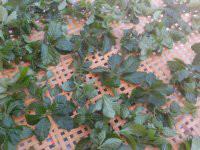 供應優(yōu)質(zhì)富硒優(yōu)質(zhì)絞股藍茶葉，優(yōu)質(zhì)富硒絞股藍茶葉供應