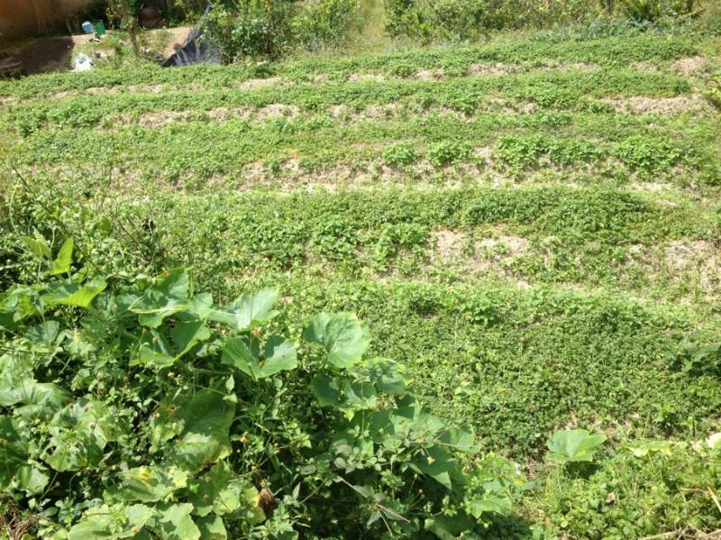 漳州市野生绞股蓝茶叶产地直销价格厂家供应野生绞股蓝茶叶产地直销价格，野生七叶甜味绞股蓝茶叶产地批发价格