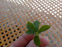 供應(yīng)優(yōu)質(zhì)富硒絞股藍(lán)生產(chǎn)供應(yīng)商。優(yōu)質(zhì)富硒絞股藍(lán)生產(chǎn)