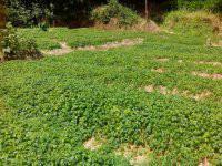 供應(yīng)優(yōu)質(zhì)*無(wú)公害絞股藍(lán)茶供應(yīng)，優(yōu)質(zhì)*無(wú)公害絞股藍(lán)供應(yīng)商