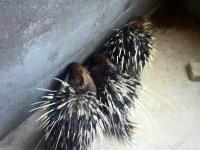 供應(yīng)*廠家直銷，*廠家直銷價(jià)格，*廠家直銷電話