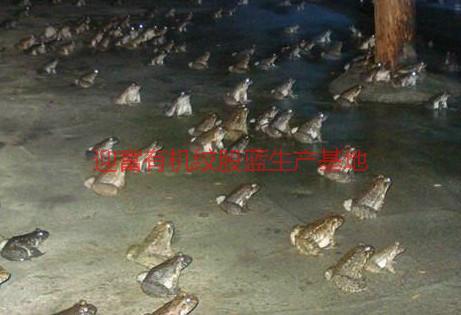 供應(yīng)迎富優(yōu)質(zhì)石蛙批發(fā)電話，迎富優(yōu)質(zhì)*石蛙批發(fā)廠家電話