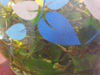 供應(yīng)甘味絞股藍茶