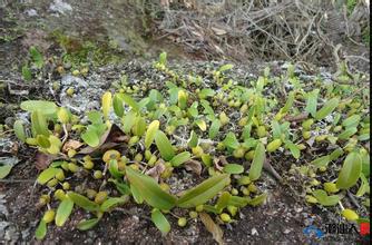 供應(yīng)優(yōu)質(zhì)*石橄欖價格,優(yōu)質(zhì)石橄欖價格,優(yōu)質(zhì)石橄欖報價,優(yōu)質(zhì)石橄欖